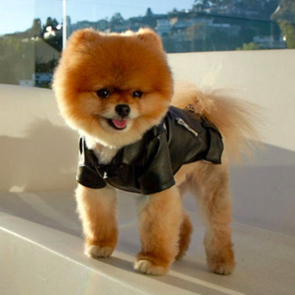 Saylor Designer Motorcycle Dog Jacket HOST PICK!!